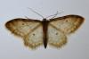 Idaea fuscovenosa